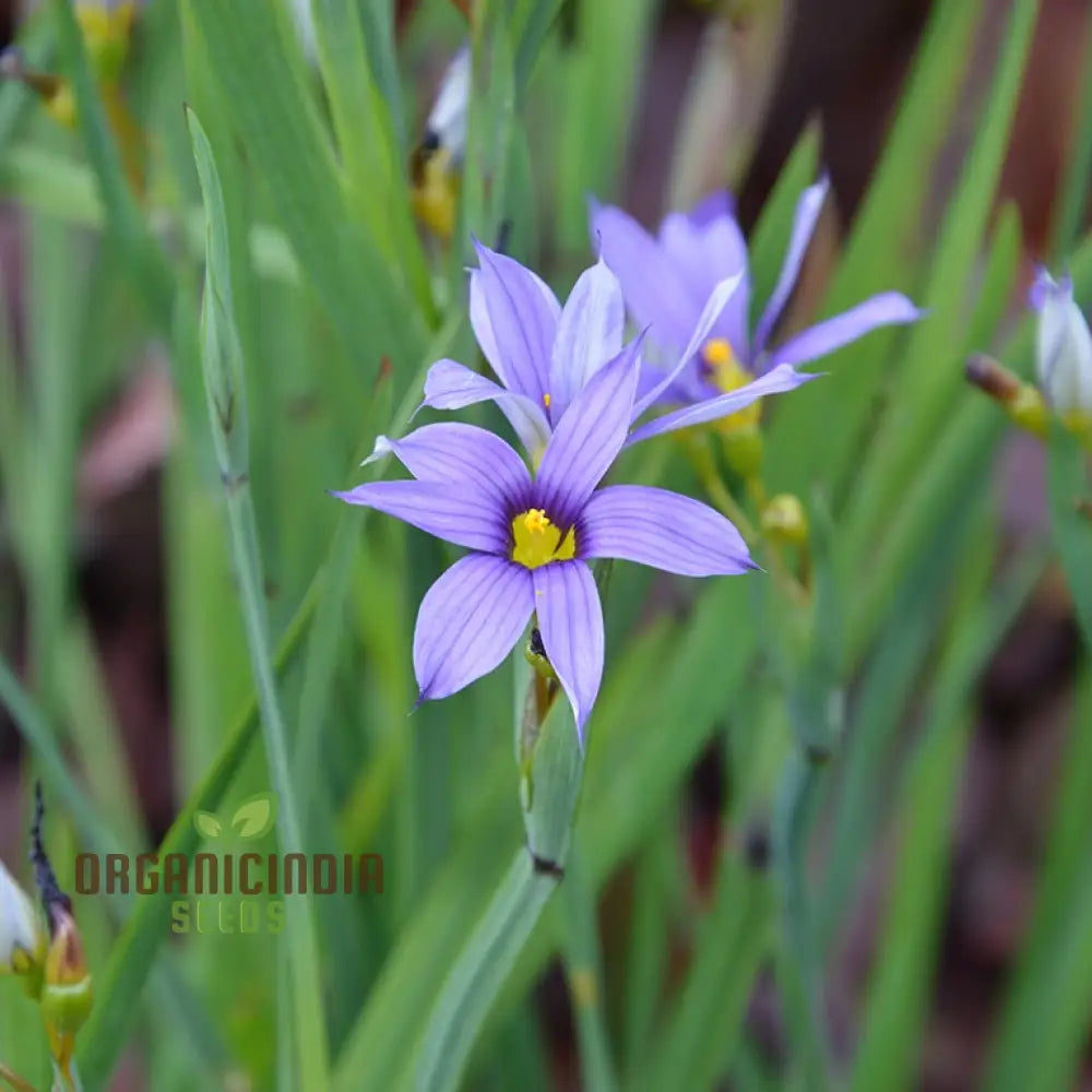 Sisyrinchium Idahoense Seeds - Hardy Perennial For Charming Blue Flowers Planting Instructions