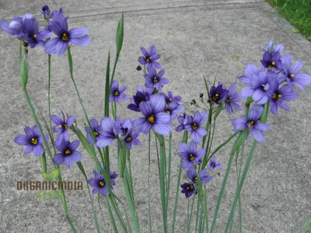 Sisyrinchium Idahoense Seeds - Hardy Perennial For Charming Blue Flowers Planting Instructions