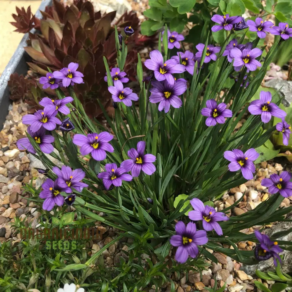 Sisyrinchium Idahoense Seeds - Hardy Perennial For Charming Blue Flowers Planting Instructions