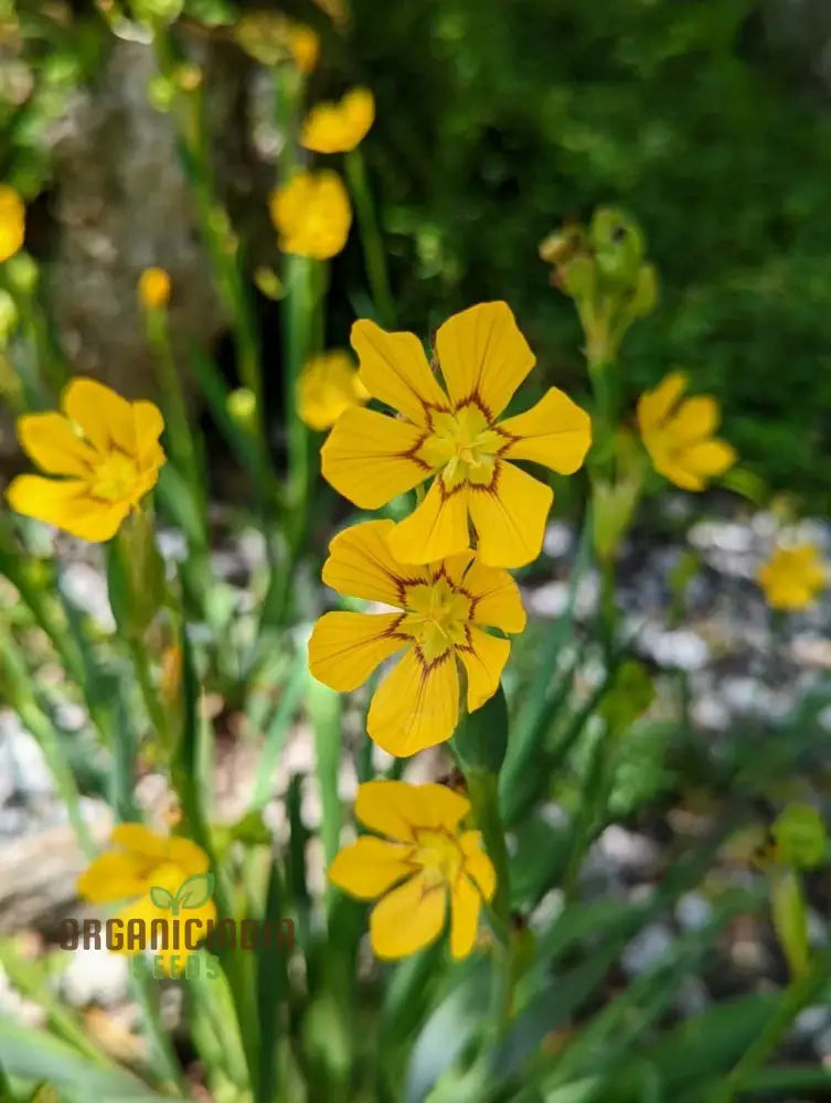 Sisyrinchium Macrocarpum Seeds Planting Perennial Iris For Your Garden