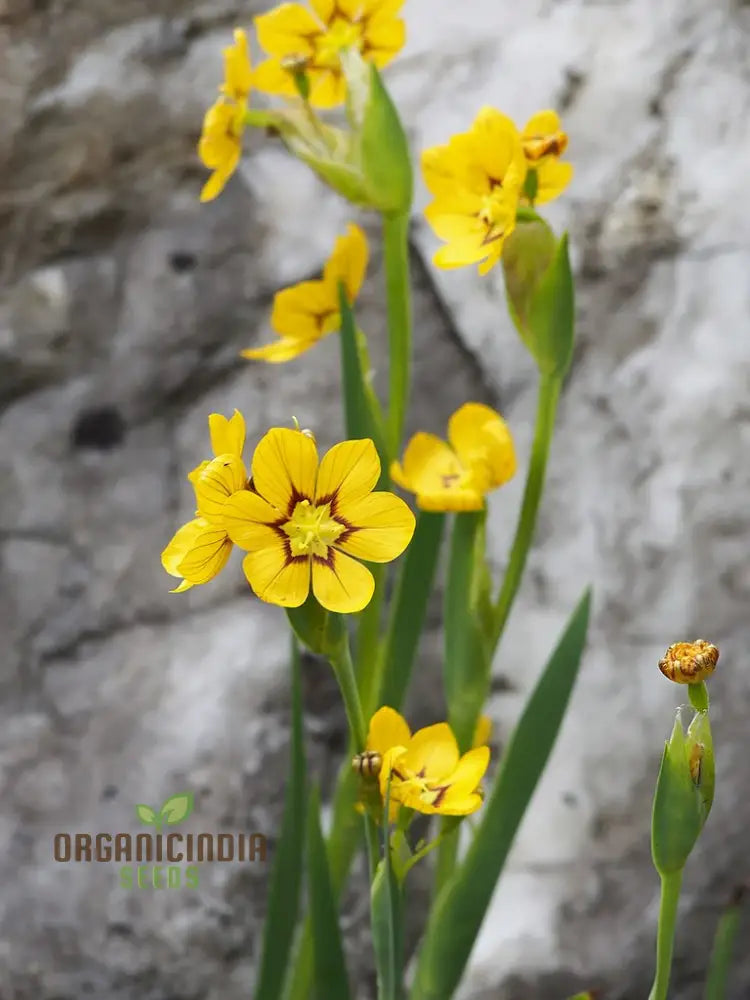 Sisyrinchium Macrocarpum Seeds Planting Perennial Iris For Your Garden