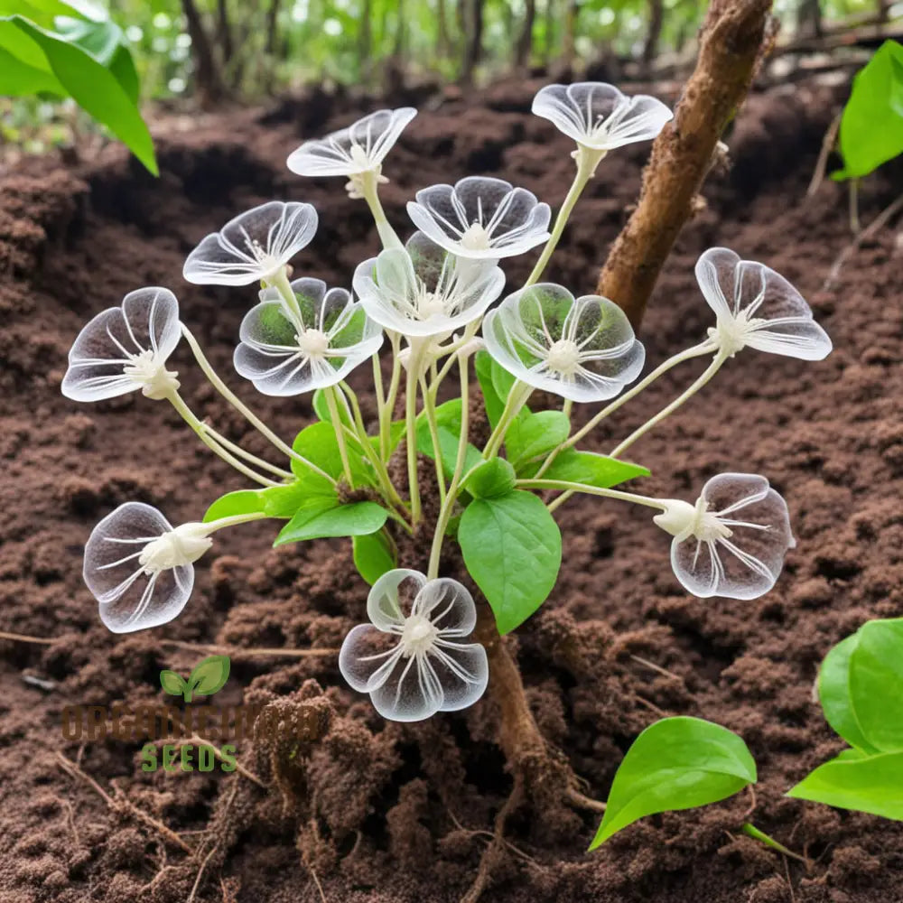 Skeleton Flower Seeds Exquisite - Create Enchanting Shade Gardens Annuals