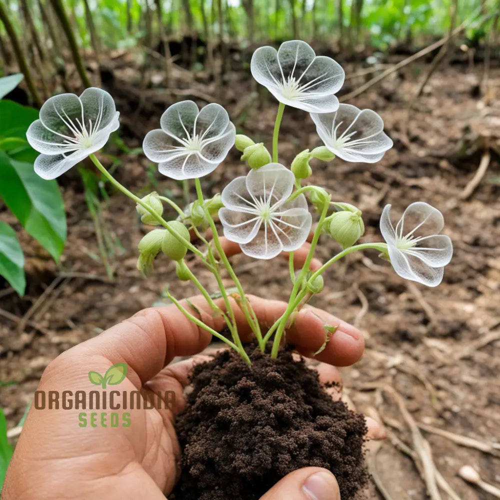 Skeleton Flower Seeds Exquisite - Create Enchanting Shade Gardens Annuals