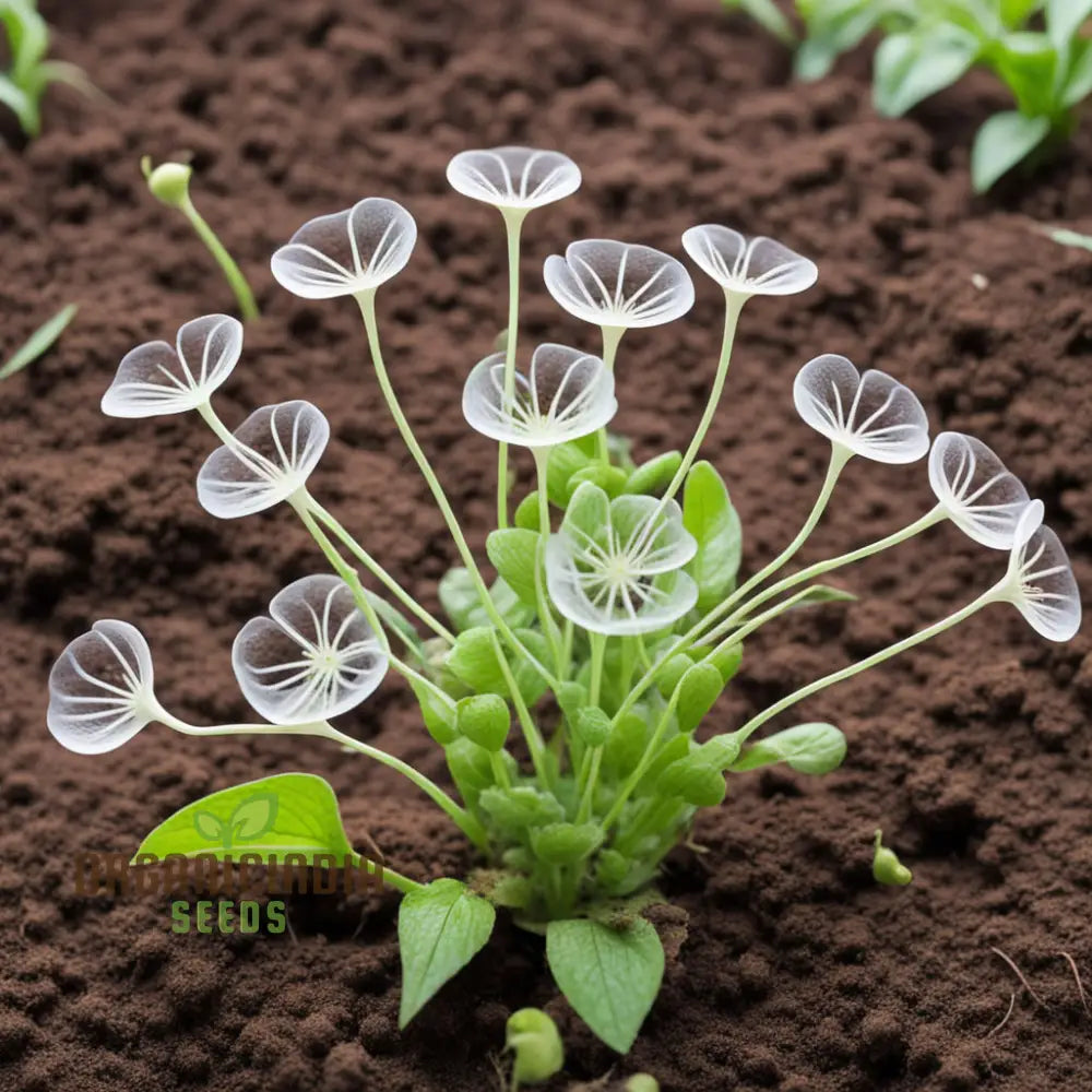 Skeleton Flower Seeds Exquisite - Create Enchanting Shade Gardens Annuals