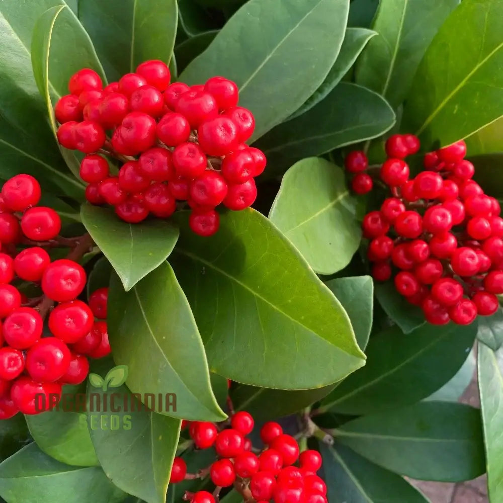 Skimmia Japonica Seeds - Premium For Planting And Cultivating Beautiful Evergreen Shrubs