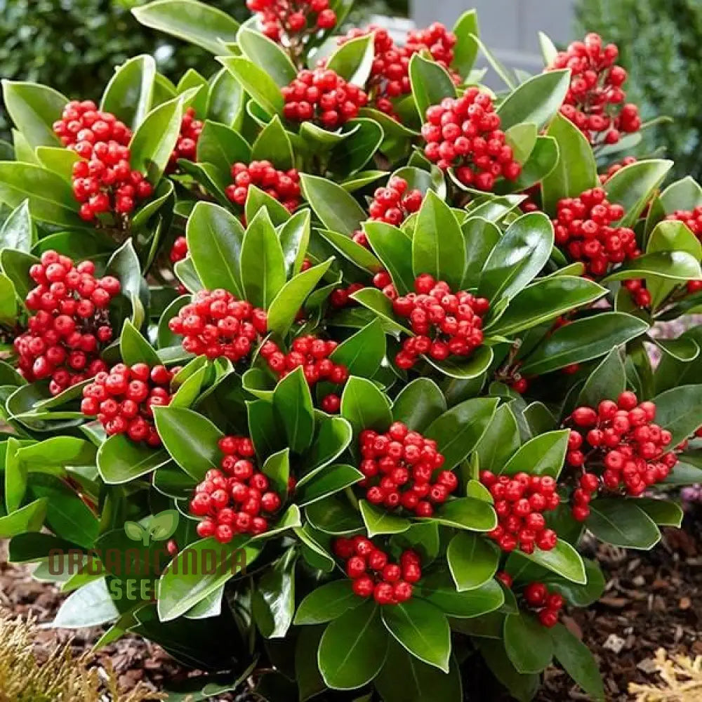 Skimmia Japonica Seeds - Premium For Planting And Cultivating Beautiful Evergreen Shrubs