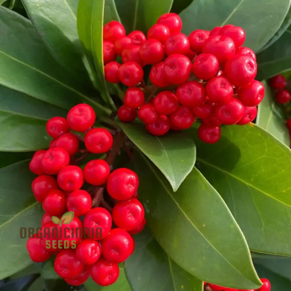 Skimmia Japonica Seeds - Premium For Planting And Cultivating Beautiful Evergreen Shrubs