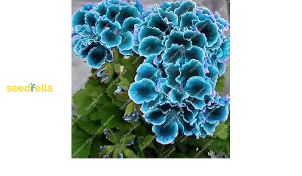 Sky Blue Green Geranium Seeds For Planting Flower