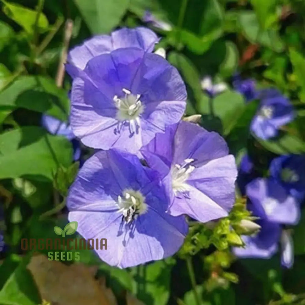 Sky Blue Jude Vine Flower Seeds – Elevate Your Gardening Experience With Exquisite Serene Blooms!