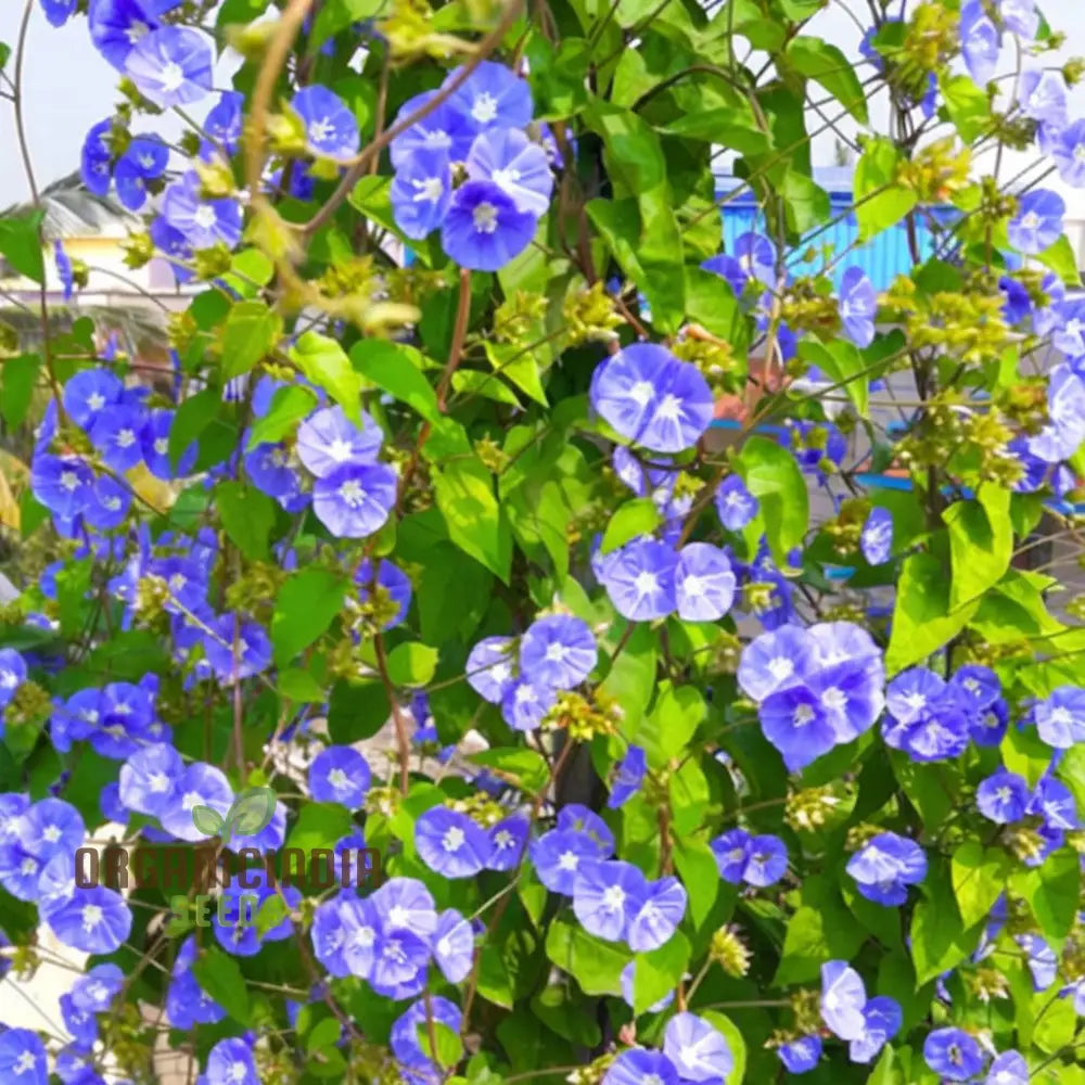 Sky Blue Jude Vine Flower Seeds – Elevate Your Gardening Experience With Exquisite Serene Blooms!