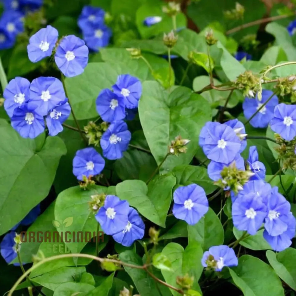 Sky Blue Jude Vine Flower Seeds â€“ Elevate Your Gardening Experience With Exquisite Serene Blooms!