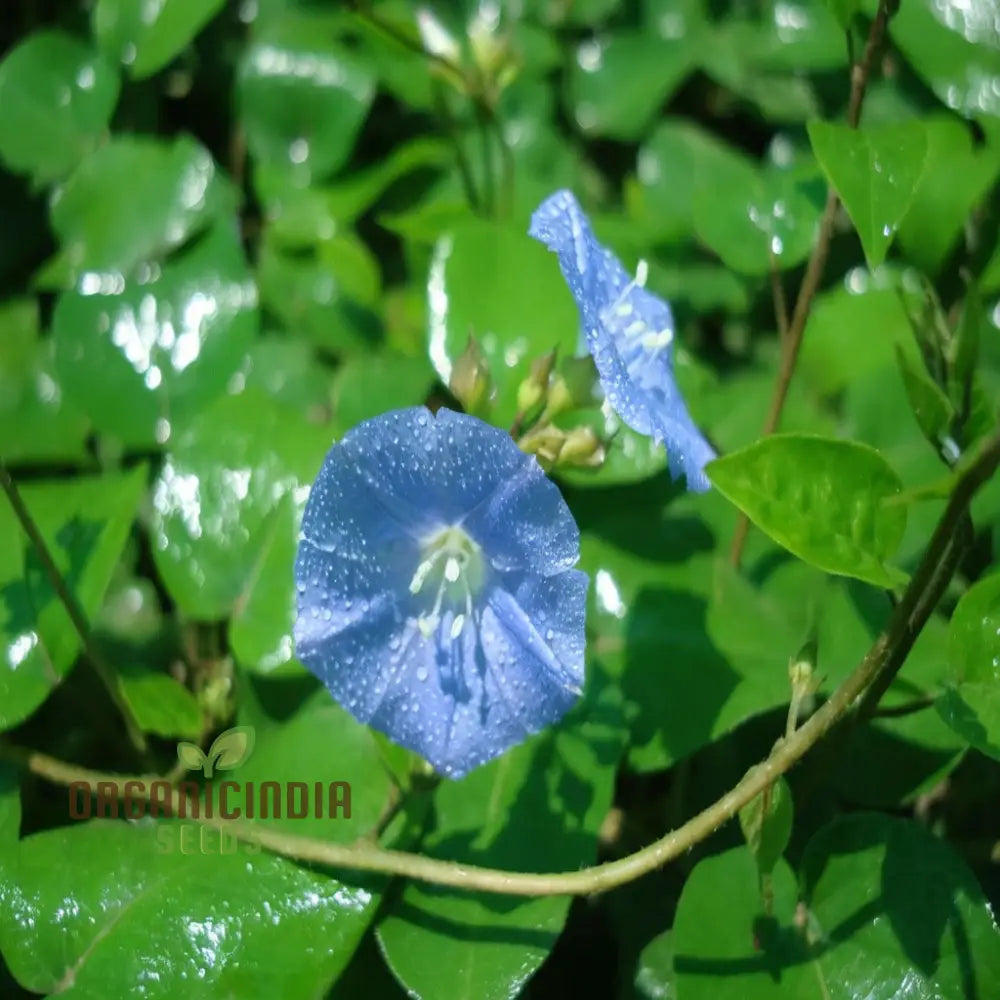 Sky Blue Jude Vine Flower Seeds – Elevate Your Gardening Experience With Exquisite Serene Blooms!