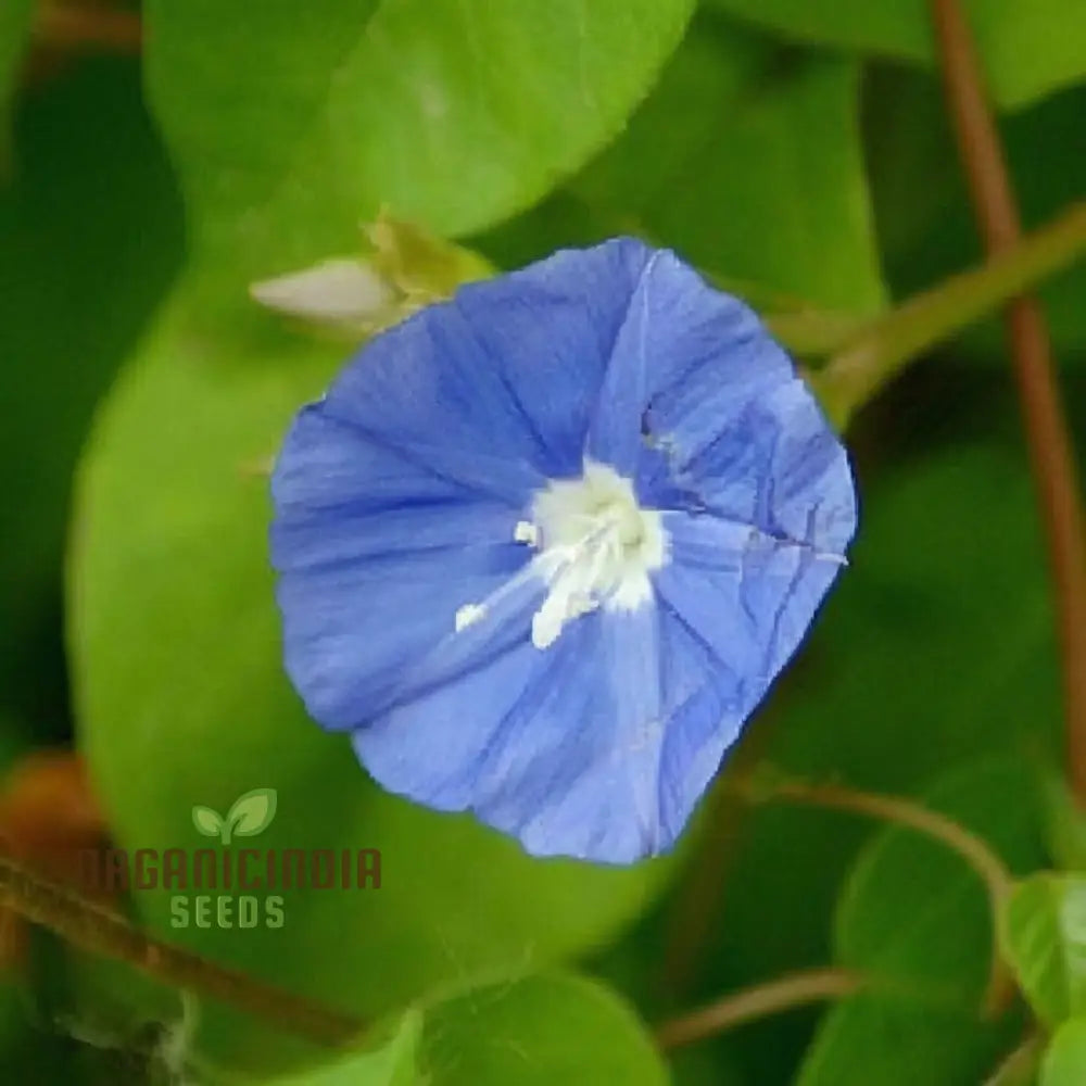 Sky Blue Jude Vine Flower Seeds – Elevate Your Gardening Experience With Exquisite Serene Blooms!