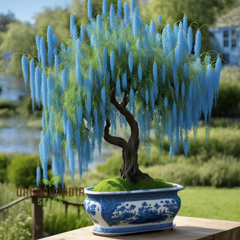 Sky Blue Willow Flower Seeds – Elevate Your Gardening Experience With Serene Elegant Blooms Seeds