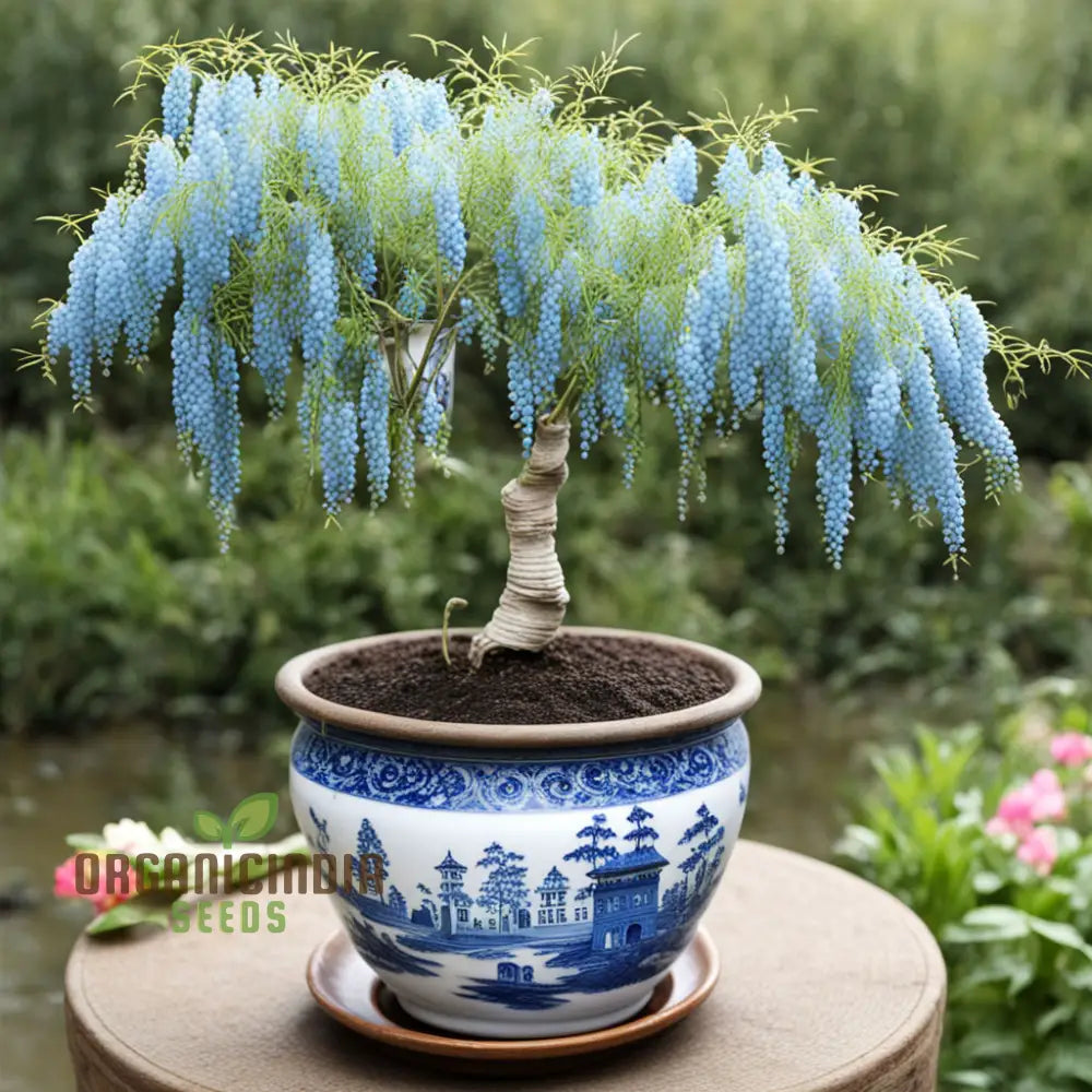 Sky Blue Willow Flower Seeds â€“ Elevate Your Gardening Experience With Serene Elegant Blooms Seeds