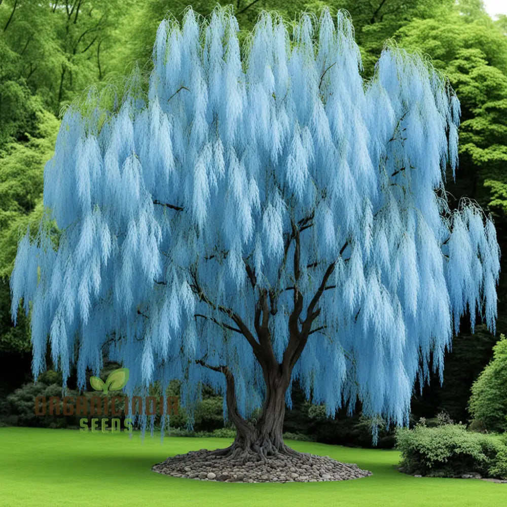 Sky Blue Willow Flower Seeds – Elevate Your Gardening Experience With Serene Elegant Blooms Seeds