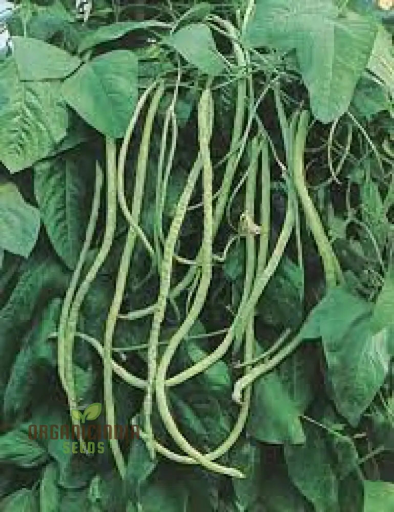 Snake Bean - Red Dragon Seeds For Planting In Your Garden | Premium Quality