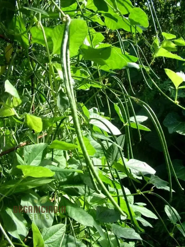 Snake Bean - Red Dragon Seeds For Planting In Your Garden | Premium Quality