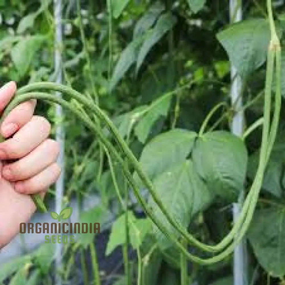 Snake Bean - Red Dragon Seeds For Planting In Your Garden | Premium Quality