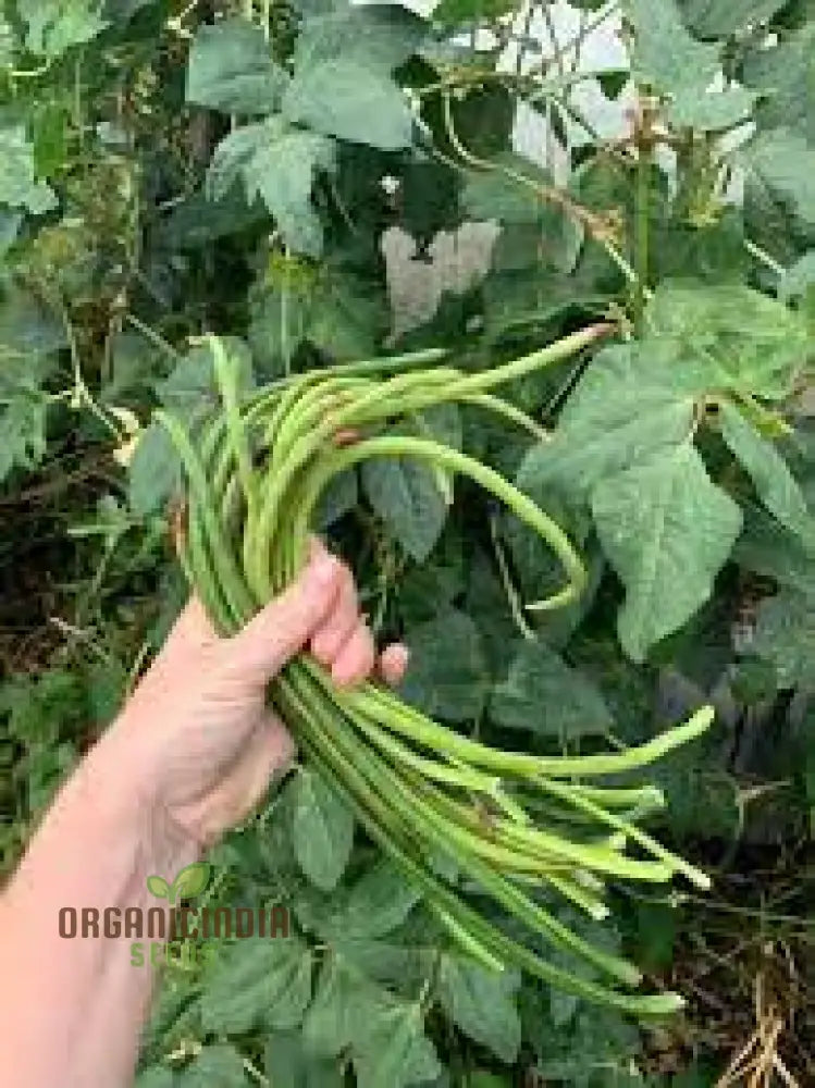 Snake Bean - Red Dragon Seeds For Planting In Your Garden | Premium Quality