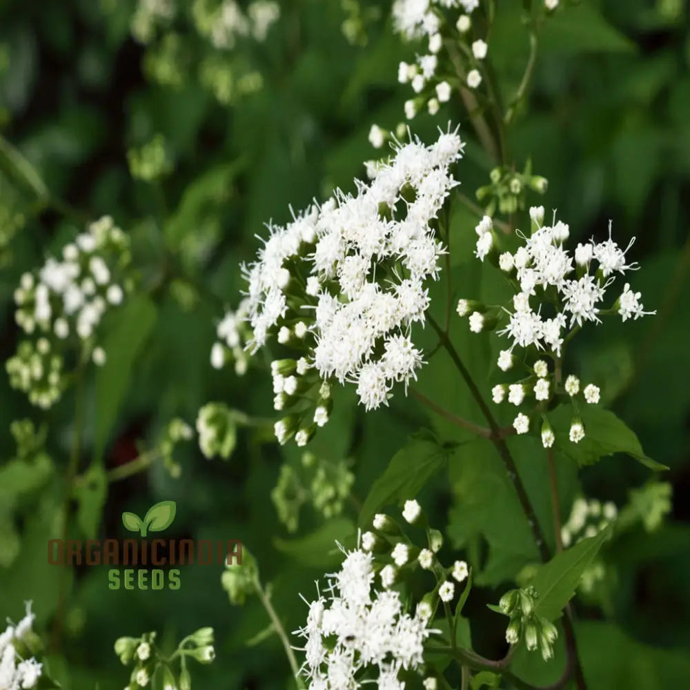 Snakeroot Plant Seeds - Unique Foliage For Distinctive Garden Borders