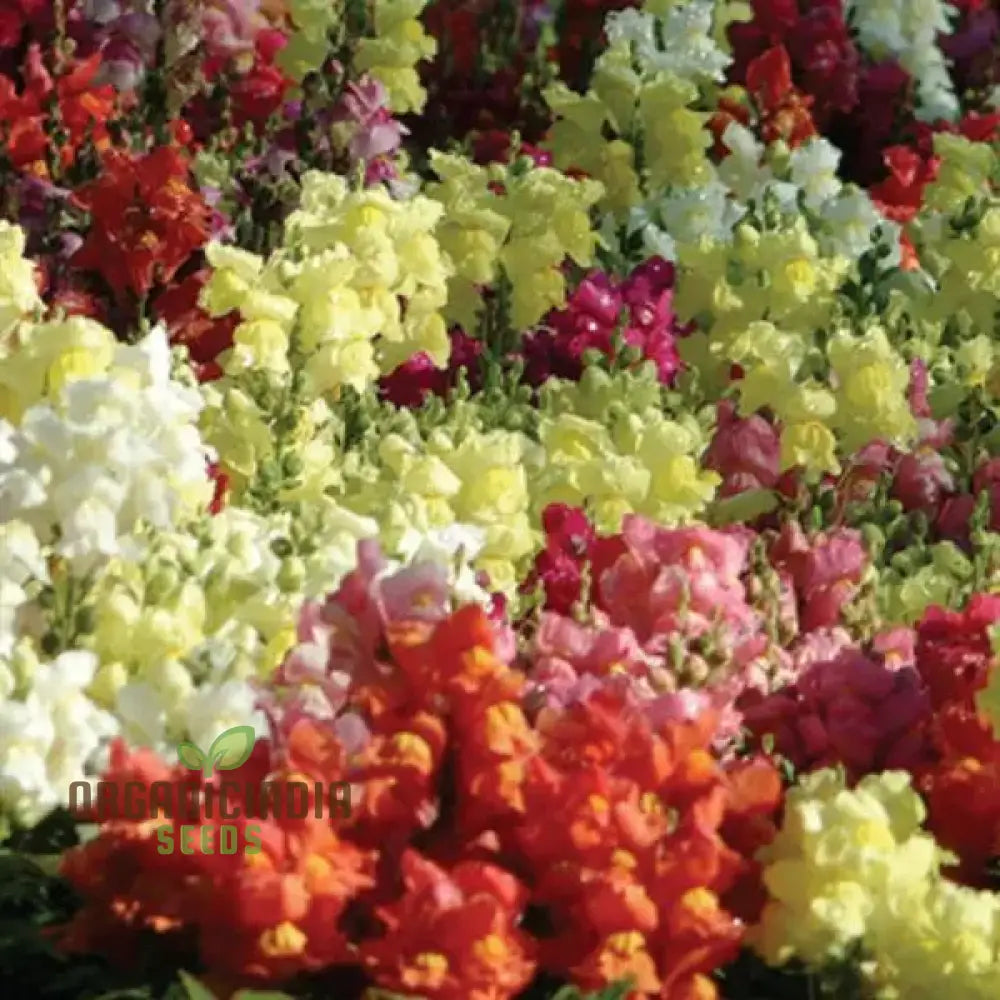 Snapdragon Bedding Snapshot Mix Seeds For Vibrant Gardening - Premium Quality Flower Beautiful