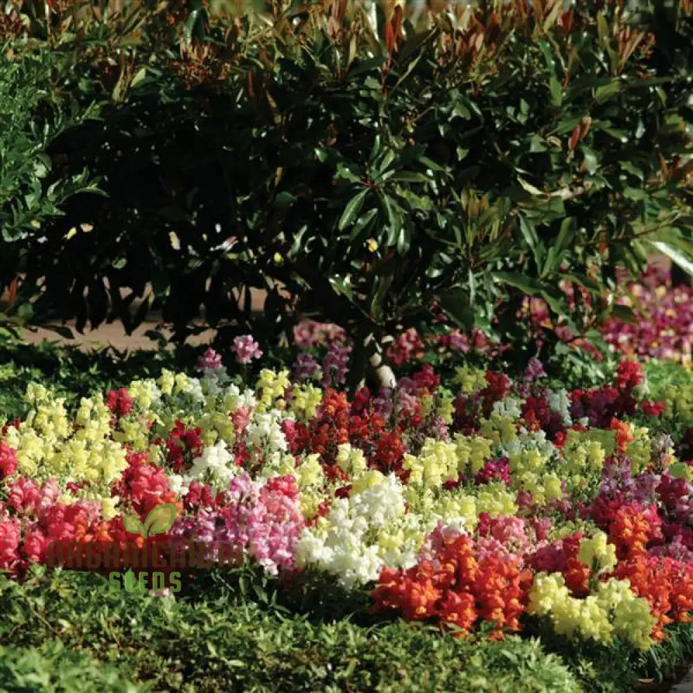 Snapdragon Bedding Snapshot Mix Seeds For Vibrant Gardening - Premium Quality Flower Beautiful