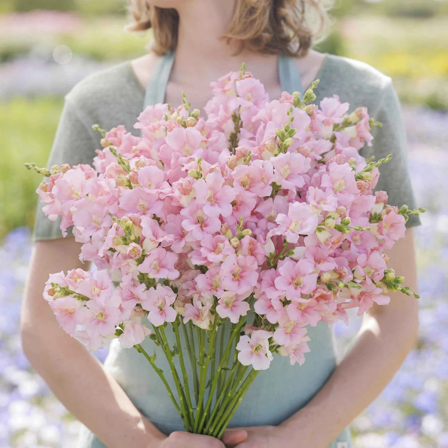 Soft Pink Snapdragon Flower Seeds , Delicate & Charming Blooms