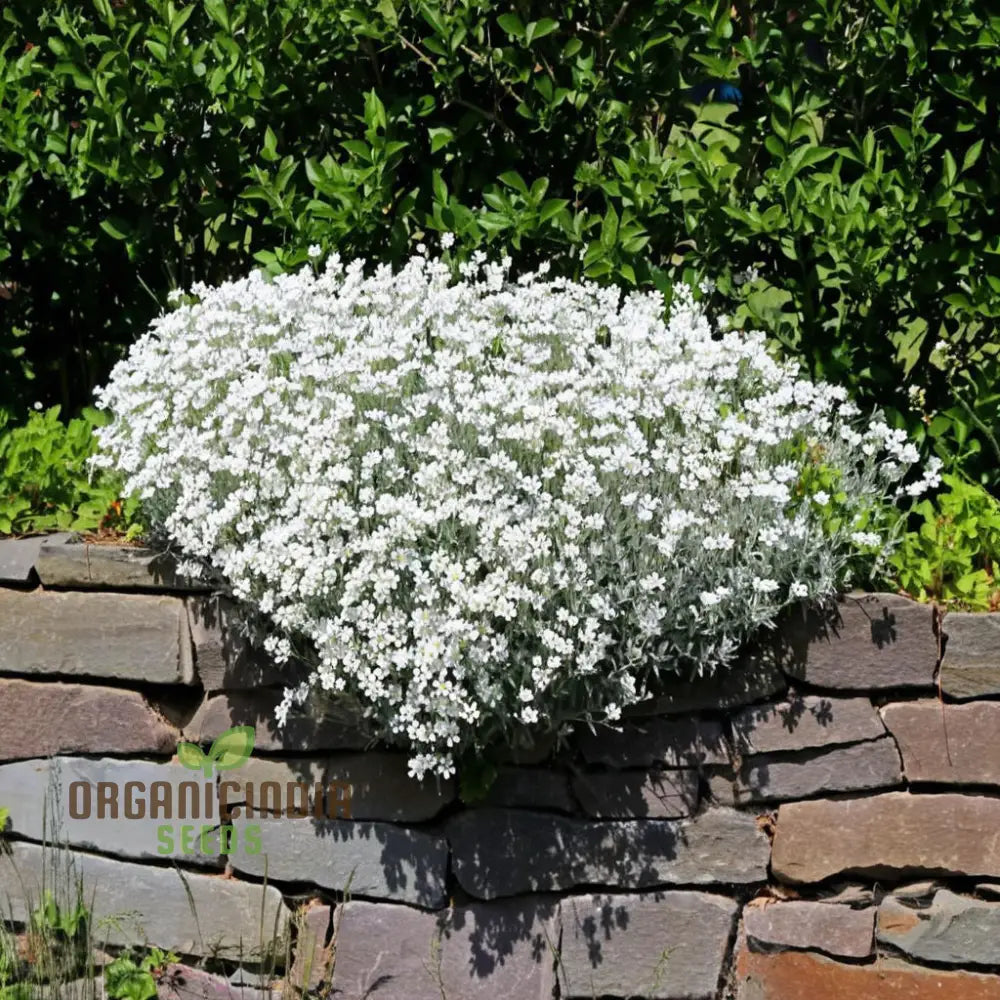 Snow In Summer White Flower Seeds – Elevate Your Gardening Experience With Delicate Blooms And