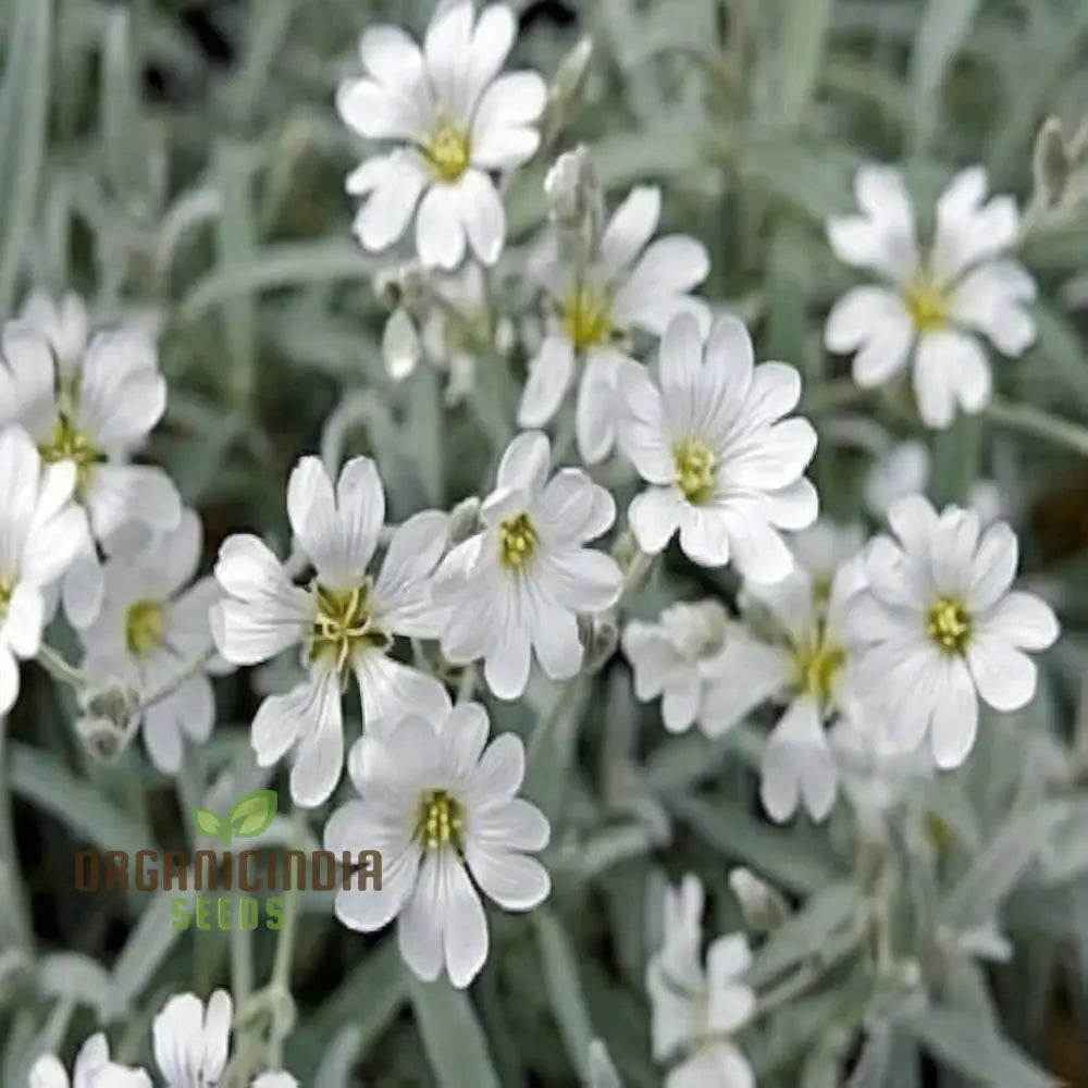 Snow In Summer White Flower Seeds – Elevate Your Gardening Experience With Delicate Blooms And