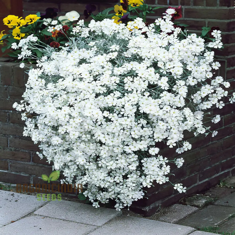 Snow In Summer White Flower Seeds – Elevate Your Gardening Experience With Delicate Blooms And