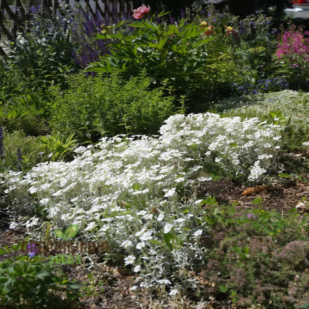 Snow In Summer White Flower Seeds – Elevate Your Gardening Experience With Delicate Blooms And