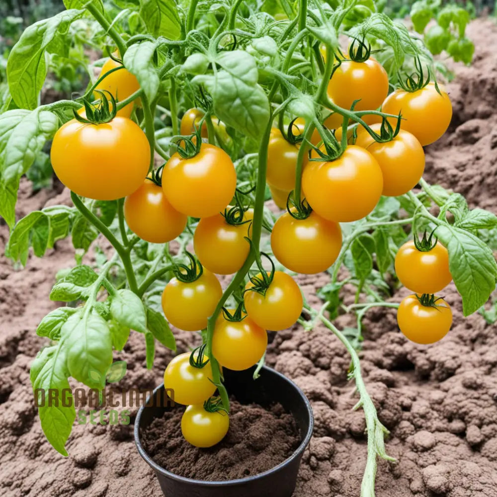 Snow Vegetable Tomato Seeds For Planting Wonder Premium For Your Garden Adventures Nightshades