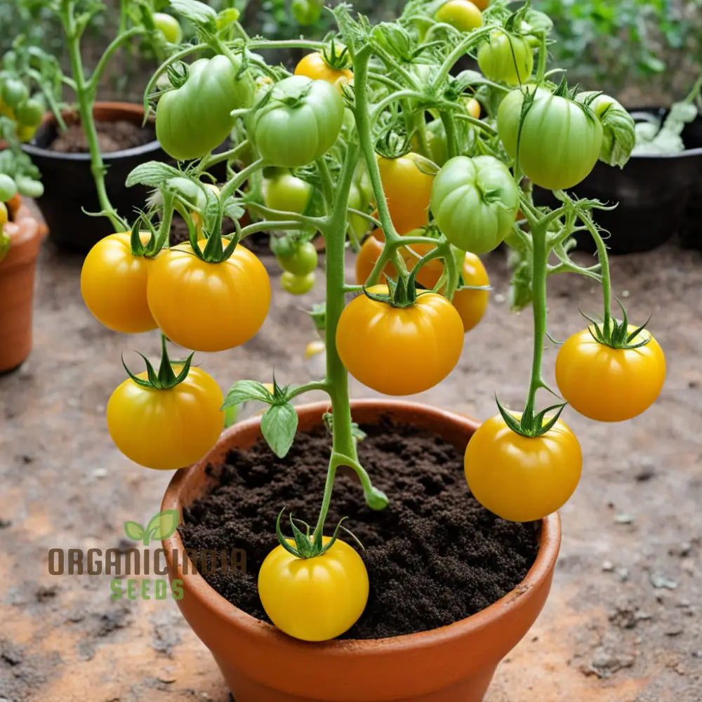 Snow Vegetable Tomato Seeds For Planting Wonder Premium For Your Garden Adventures Nightshades