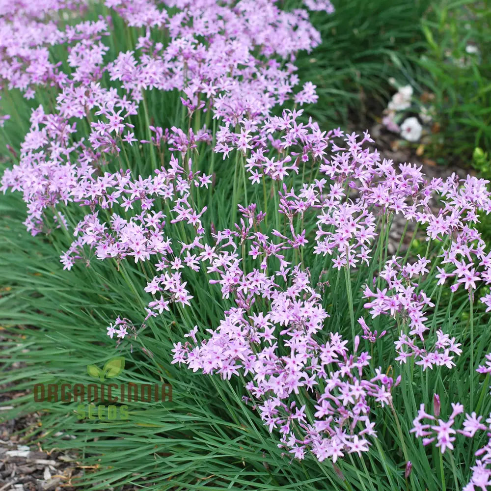 Society Garlic Seeds For Planting High-Quality Gardeners Grow Your Garden Herb