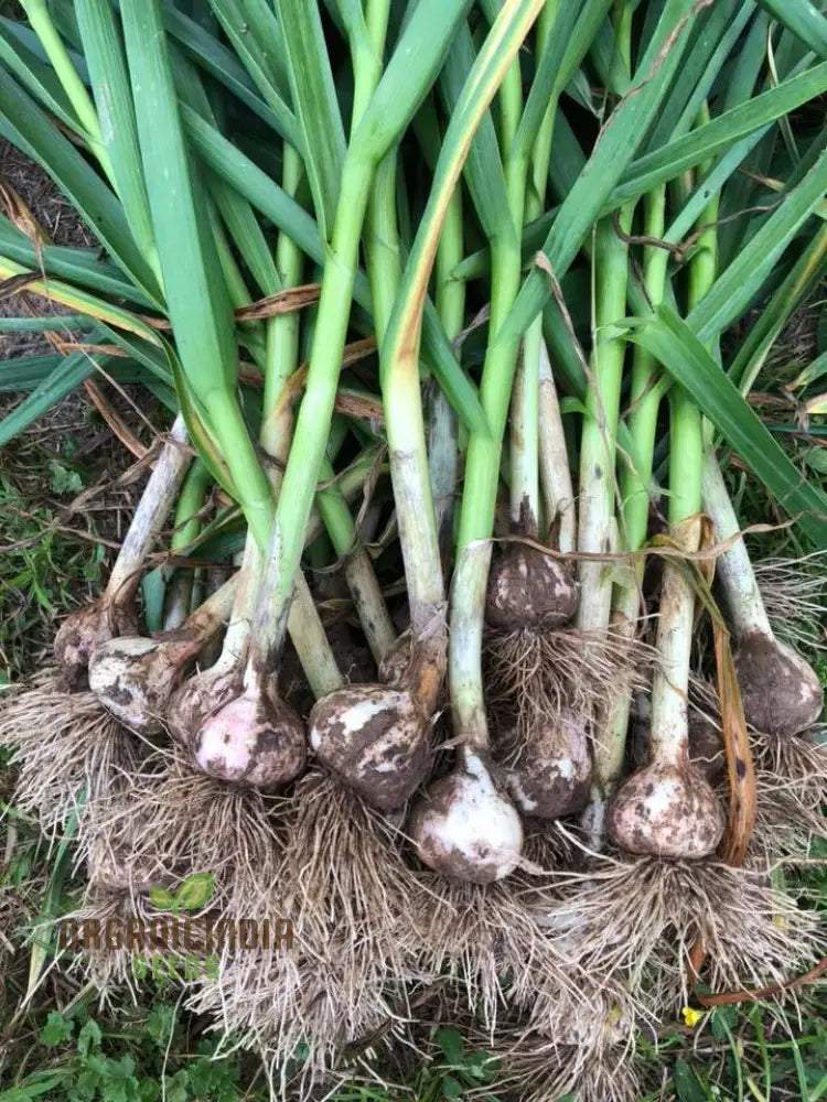 Softneck Garlic Bulbs For Gardening Heirloom Quality Easy To Grow Ideal Culinary Delights And