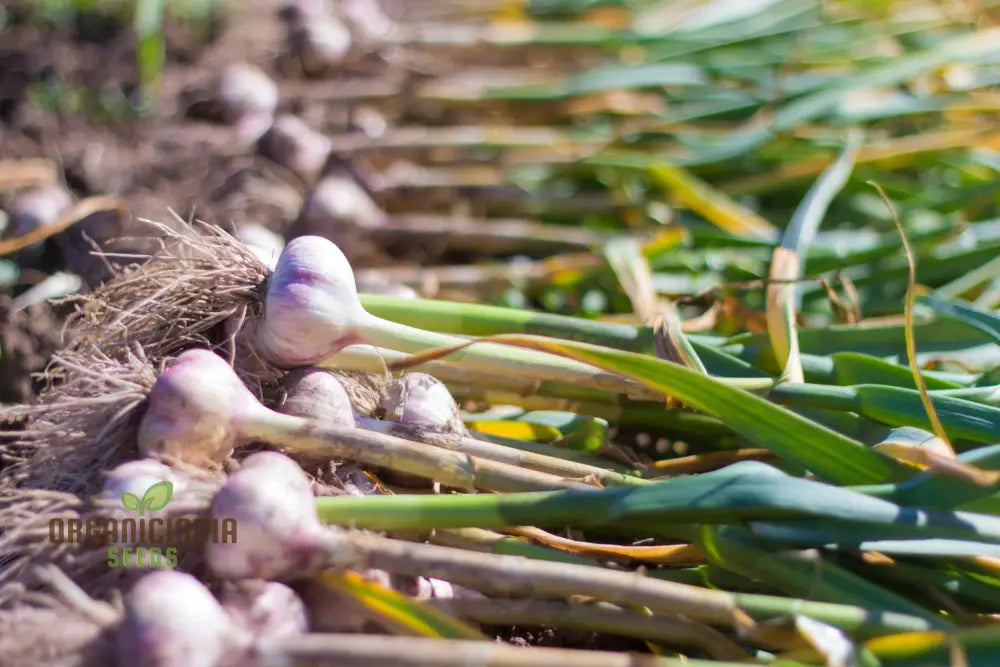 Softneck Garlic Bulbs For Gardening Heirloom Quality Easy To Grow Ideal Culinary Delights And