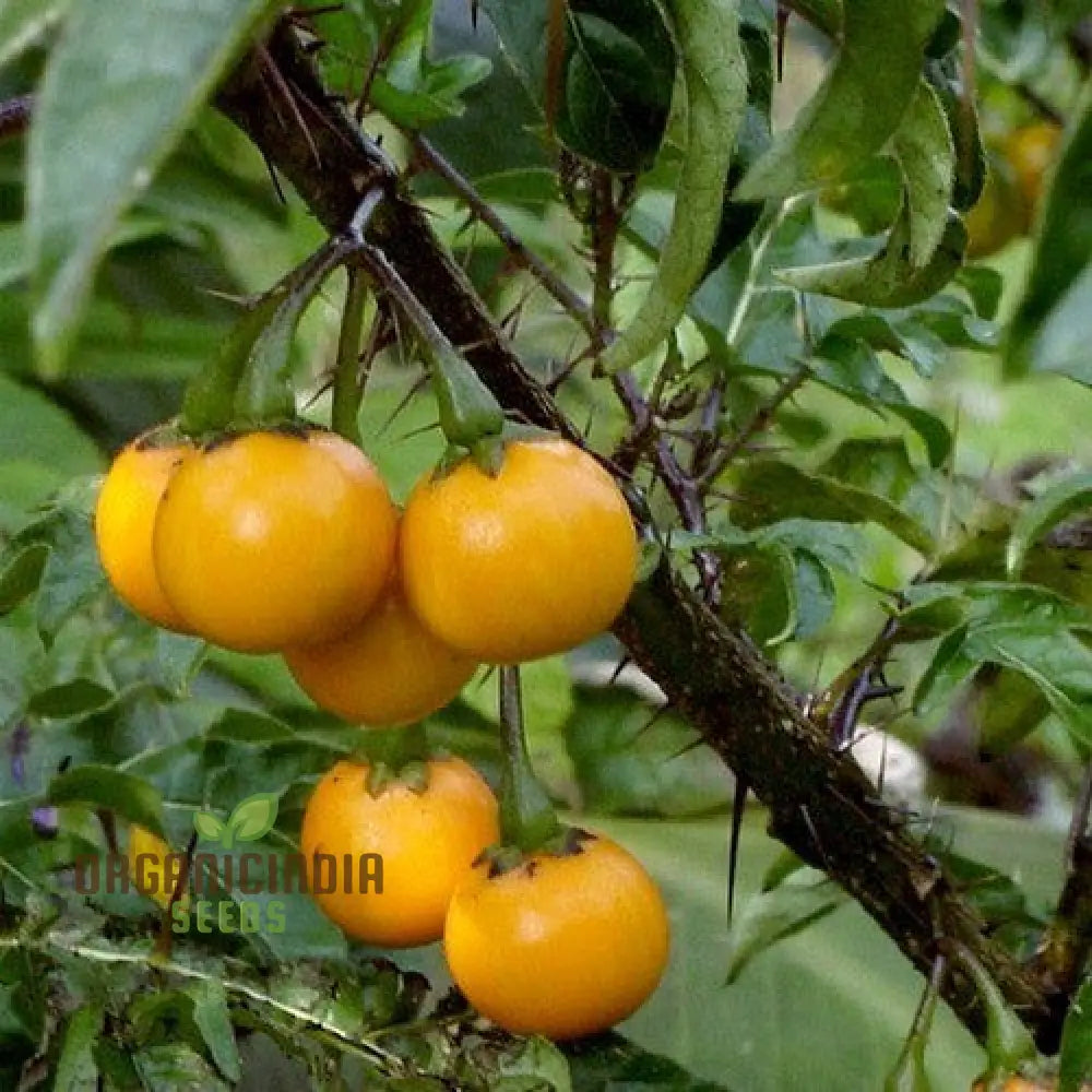 Solanum Atropurpureum Seeds - Planting Instructions Included For Purple Nightshade