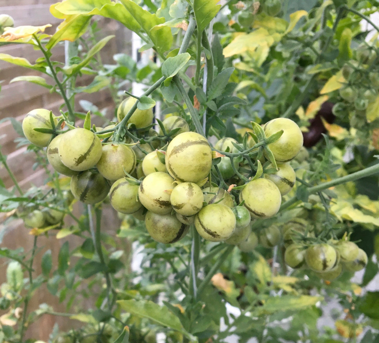 Tomato Peruvianum Seeds for Exceptional Gardening - Buy High-Quality Seeds for Your Garden Today