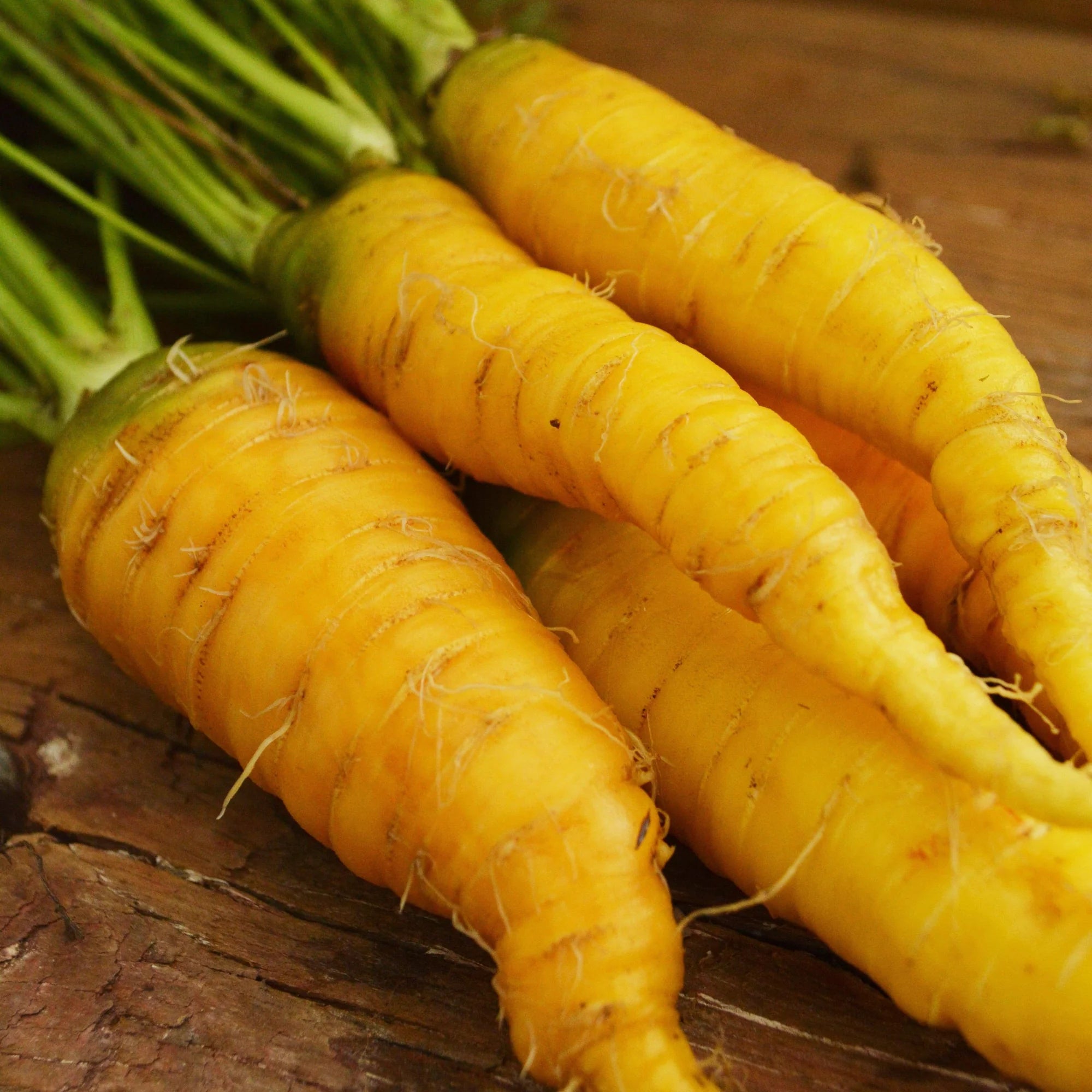 Yellow Sun Carrot Seeds – Heirloom, Sweet & Nutritious