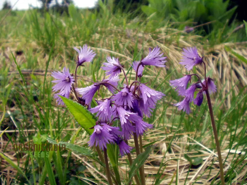 Soldanella Montana Seeds â€“ Elevate Your Gardening With Exquisite Mountain Flowers And Hardy Seeds!