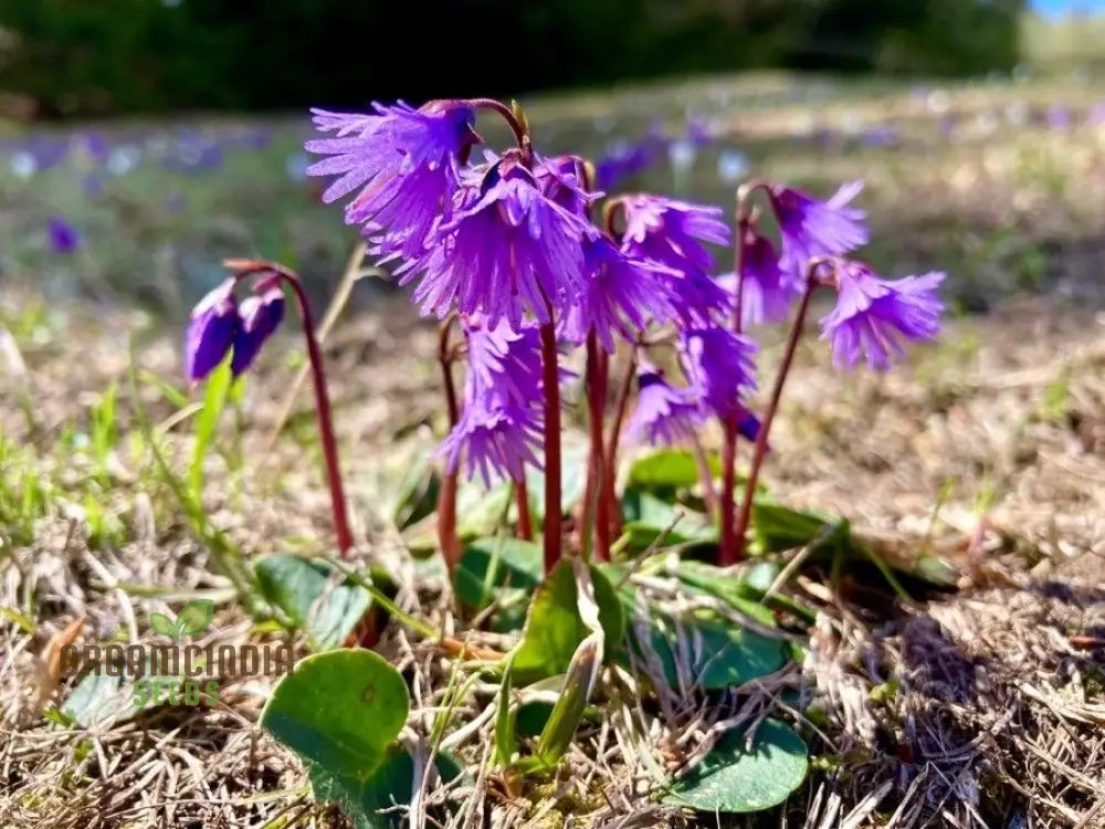 Soldanella Montana Seeds – Elevate Your Gardening With Exquisite Mountain Flowers And Hardy Seeds!