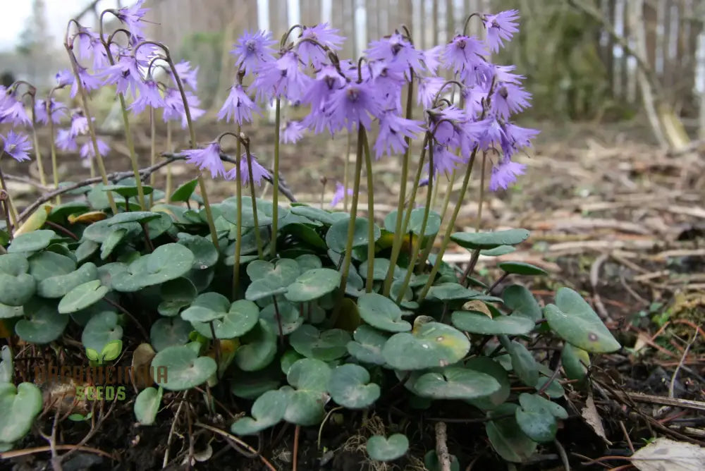 Soldanella Montana Seeds â€“ Elevate Your Gardening With Exquisite Mountain Flowers And Hardy Seeds!