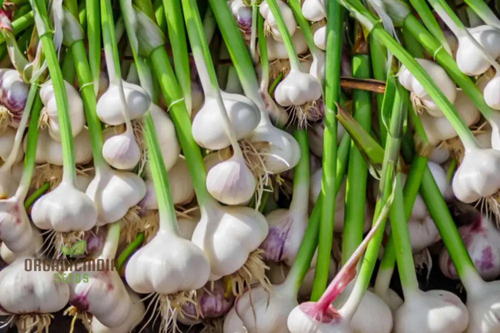 Solent Wight Garlic Bulbs For Planting - Ideal Home Gardening Culinary Delights And High-Yield