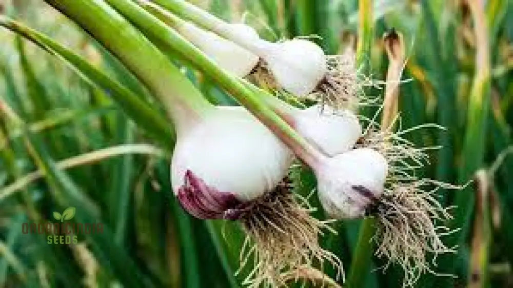 Solent Wight Garlic Bulbs For Planting - Ideal Home Gardening Culinary Delights And High-Yield