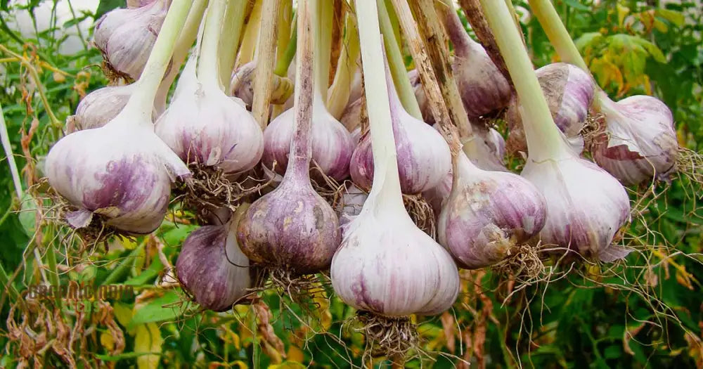 Solent Wight Garlic Bulbs For Planting - Ideal Home Gardening Culinary Delights And High-Yield