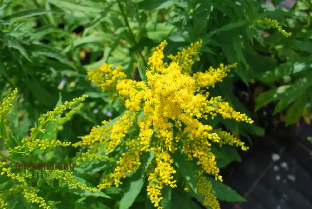 Solidago Yellow Springs Flower Seeds For Planting: Cultivating Vibrant Gardens With Nature’s