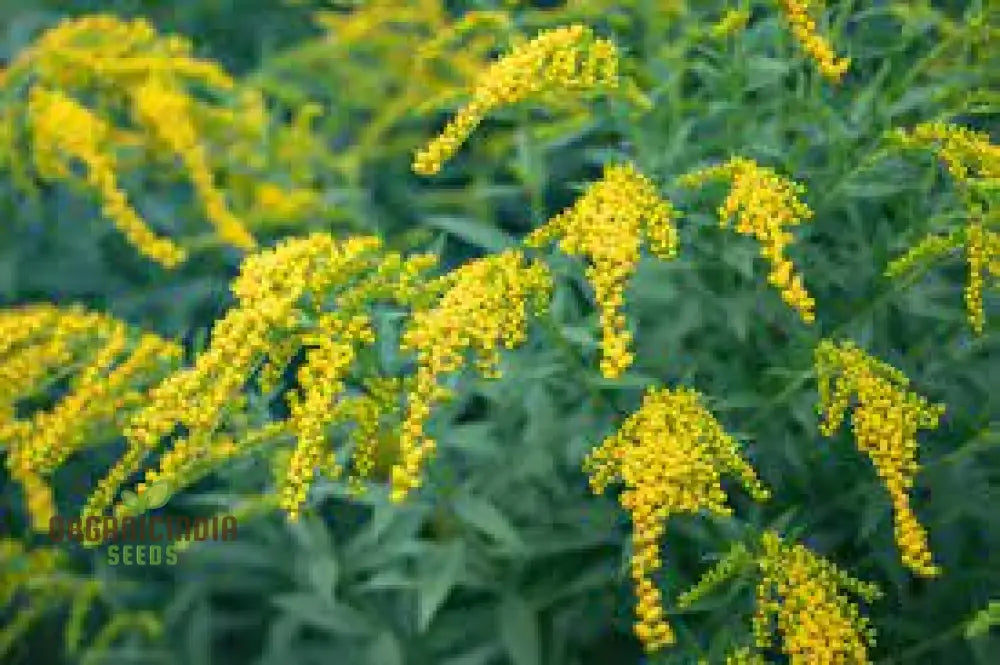 Solidago Yellow Springs Flower Seeds For Planting: Cultivating Vibrant Gardens With Nature’s