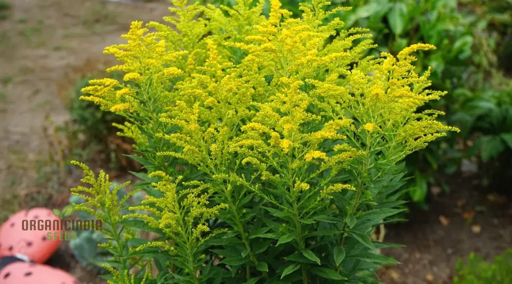 Solidago Yellow Springs Flower Seeds For Planting: Cultivating Vibrant Gardens With Nature’s