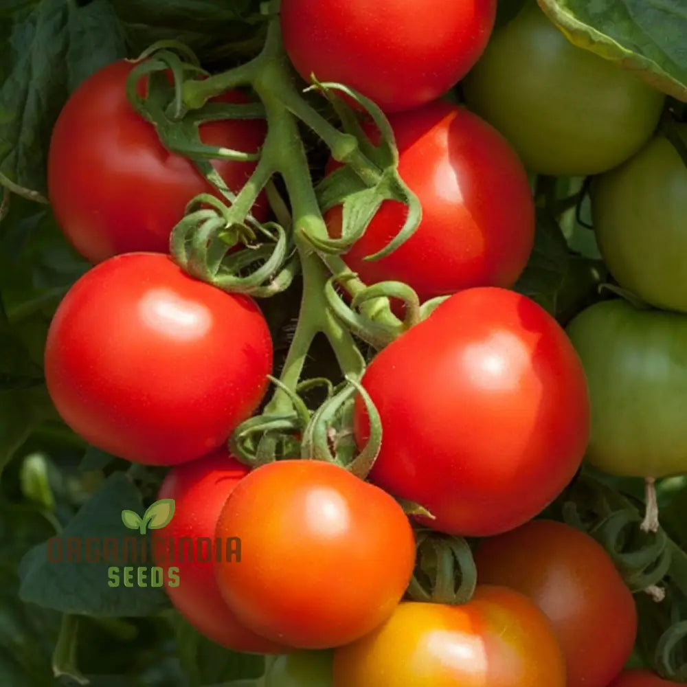 Solito Tomato Seeds - Compact And Flavorful Tomatoes For Your Garden